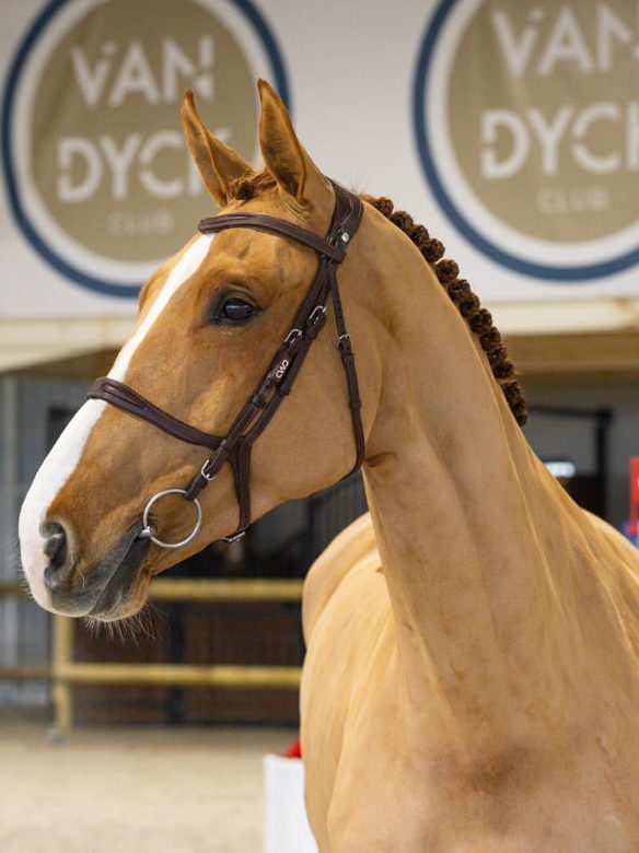 Hongre 7 ans — CSO